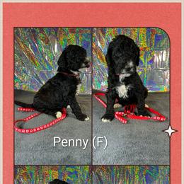 Penny - Black female Goldendoodle puppy in Water Valley, Mississippi from Olympian Doodles