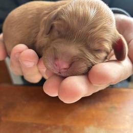 Aquarius - Red female Cavapoo puppy in Adrian, Oregon from ApplebyFarm