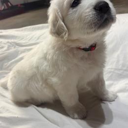 Mr Red - Light golden male Golden Retriever puppy in Grand Island, Nebraska from Loseke Family Retrievers