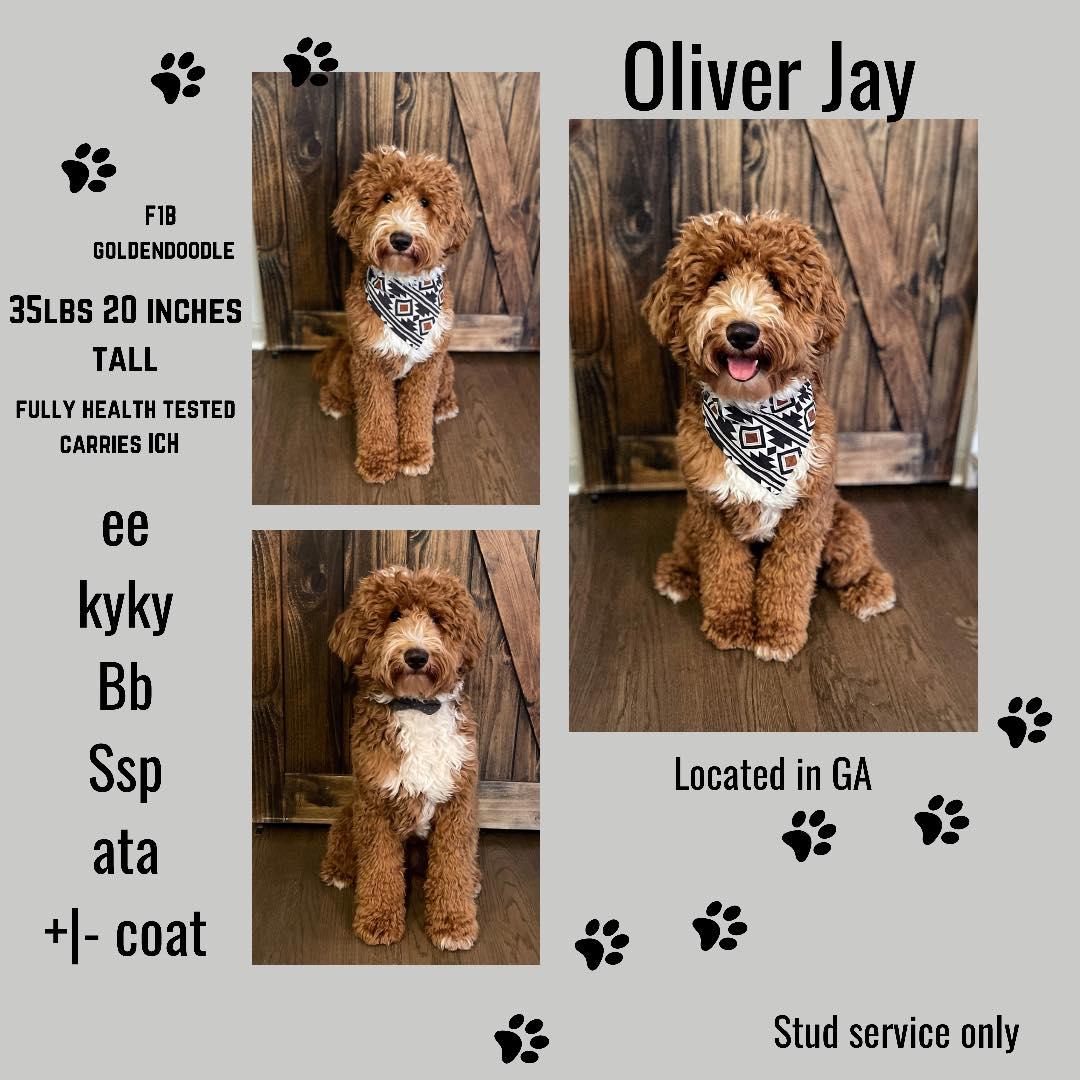 Oliver Jay