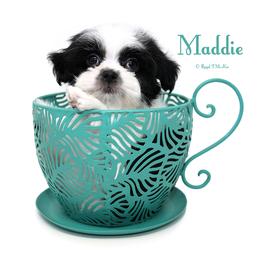 Maddie (previously Sydney) - Black female Mi-Ki puppy in Elizabeth, Colorado from Royal T Mi-Kis