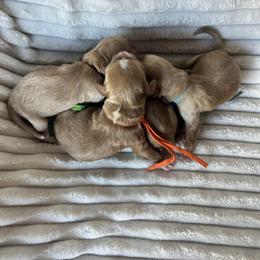 Cavalier King Charles Spaniel, Cavapoo, Havanese, Havapoo, and Poodle Puppies from West Cobb Dogs