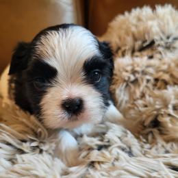 Luca - Black and white male Shih Tzu puppy in Troutville, Virginia from BRIAR HOUSE of Mountain Pass