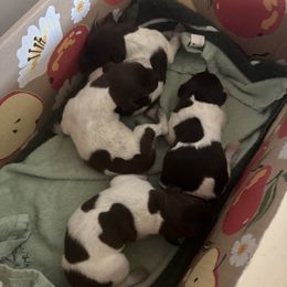 German Shorthaired Pointer Puppies from Doyle’s GSP