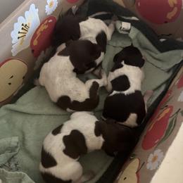 German Shorthaired Pointer Puppies from Doyle’s GSP