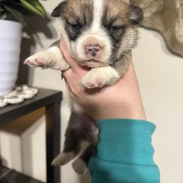 Boy 4 - Red male Pembroke Welsh Corgi puppy in White Sulfur Springs, Montana from Montana Shorties