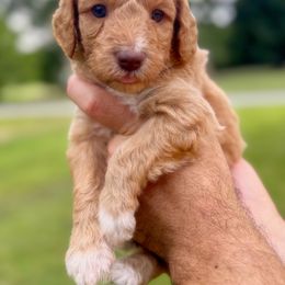 Auggie - Apricot male Aussiedoodle puppy in Claremont, North Carolina from Magnolia Grove Farms