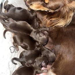 Dachshund Puppies from Dooney's Dachshunds