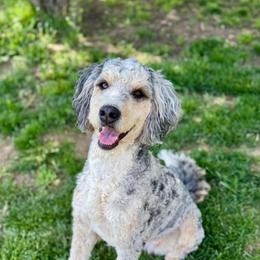 Winnie - Bernedoodle