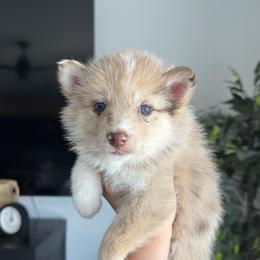 Millie - Merle female Pomsky puppy in Goodyear, Arizona from Velvet Pomskies