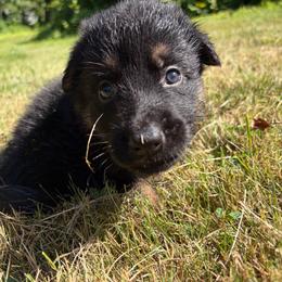 Yellow Boy - Black and tan male German Shepherd puppy in Wayne, Maine from Copper Hill German Shepherds