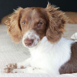 Riley - Dachshund