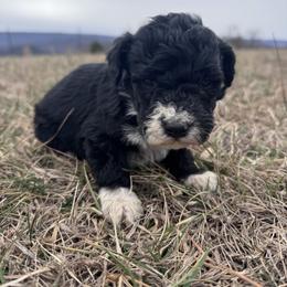 Green - Black and white male Bernedoodle puppy in Tazewell, Tennessee from Bundren Farms