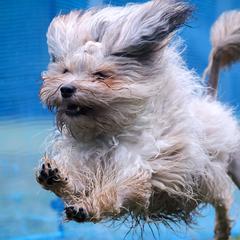 Lowchen from Earnest Kennel