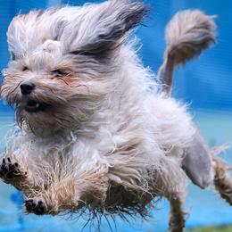 Lowchen from Earnest Kennel