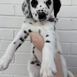 Dalmatian Puppies from Spotted Jewels Dalmatians
