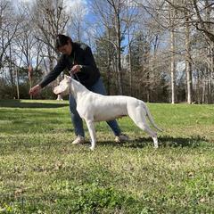 Mona - Dogo Argentino