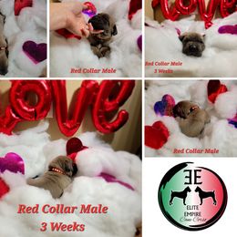 Cane Corso Puppies from Elite Empire Cane Corso