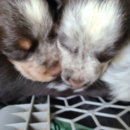 English Springer Spaniel Puppies from Savannah River Springers