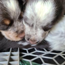 English Springer Spaniel Puppies from Savannah River Springers