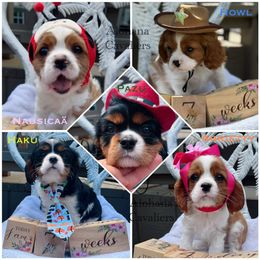 Cavalier King Charles Spaniel Puppies from Alohana Cavaliers