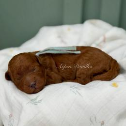 Sage (Lt blue collar) - Apricot female Goldendoodle puppy in Salem, Utah from Aspen Doodles