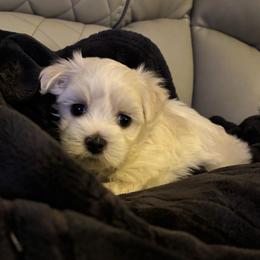 Gary - White and lemon male Maltese puppy in Grottoes, Virginia from Wendy’s Maltese & Cavamalts of Virginia