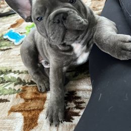French Bulldog Puppies from Divine Crown French Bulldogs
