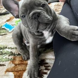 French Bulldog Puppies from Divine Crown French Bulldogs