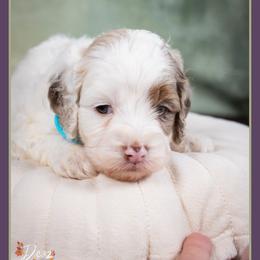 Furter - Merle male Cockapoo puppy in Connersville, Indiana from Deaz Doodle Ranch