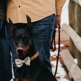 Chevy - Doberman Pinscher