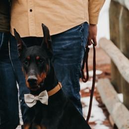 Chevy - Doberman Pinscher