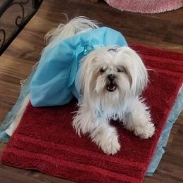 Shih Tzu All Grown Up from Snowhisper Shih Tzu