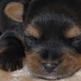 Yorkshire Terriers from Yorkie’s in Jay