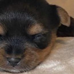 Yorkshire Terriers from Yorkie’s in Jay