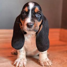 Millie - Black tan and white female Basset Hound puppy in Lebanon, Ohio from Lady Mae Bassets