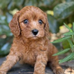 Henry - Red male Cavapoo puppy in Rio Linda, California from VitPom Puppies