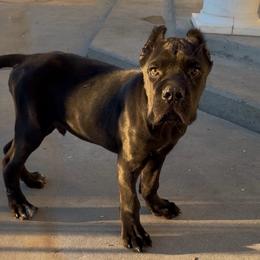 Top Pick Male - Black male Cane Corso puppy in California from Donato Kennels