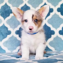 American Corgi and Pembroke Welsh Corgi Puppies from Whimsical Treasure Corgis