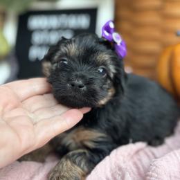 Opal - Black and gold female Shorkie puppy in Charleston, West Virginia from Mountain State Puppies