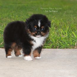 Miniature Australian Shepherd Puppies from Parsons Place Aussies