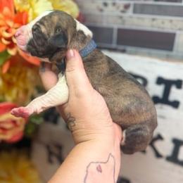 Taylor - Brindle male Great Dane puppy in Lehigh Acres, Florida from Florida Wrinkles