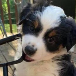 Miniature Australian Shepherds from Pepper's Pups