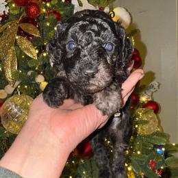 Herb - Merle male Goldendoodle puppy in Greenville, South Carolina from Law Doodles of SC