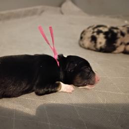 Opal (pink) - Black tri-color female Australian Shepherd puppy in Okeechobee, Florida from Rothsolid Puppies