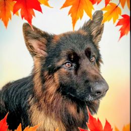 Storm - German Shepherd
