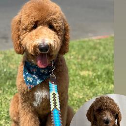 Goldendoodle All Grown Up from Zari Benji Doodles