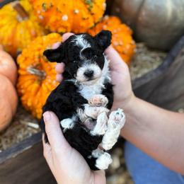 Checkers - Parti male Poodle puppy in Wharton, Texas from In the Red Poodles