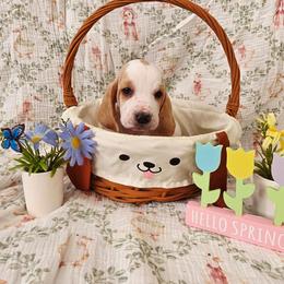Zevra - Lemon and white female Basset Hound puppy in Bellaire, Ohio from Blessed Bassets
