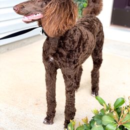 Poodle Puppies from Home of Doodles